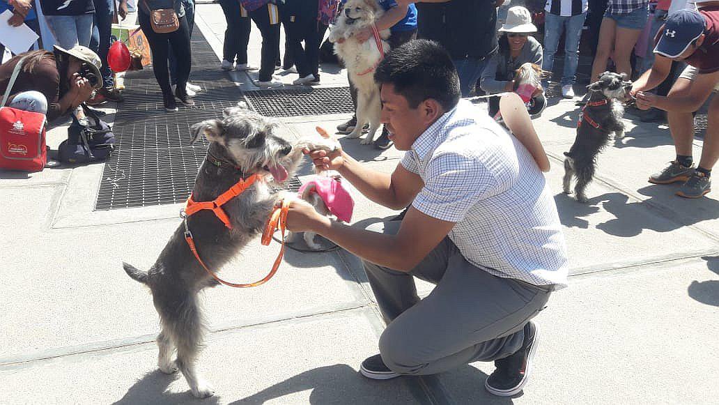 Concursos de disfraces de mascotas y bailetón en el Paseo de las Aguas