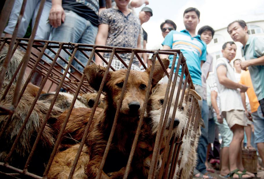 ​¡Gran noticia! Corea del Sur entrega primeros perros en adopción para dejar de comerlos