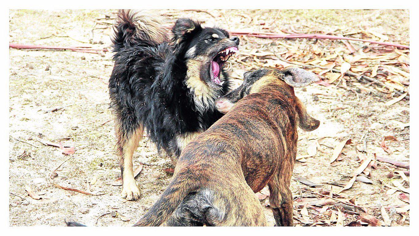 ​Cuidado: mordedura de perro puede causar la muerte