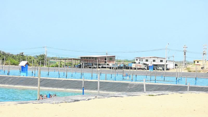 Langostineras generan empleo en Tumbes