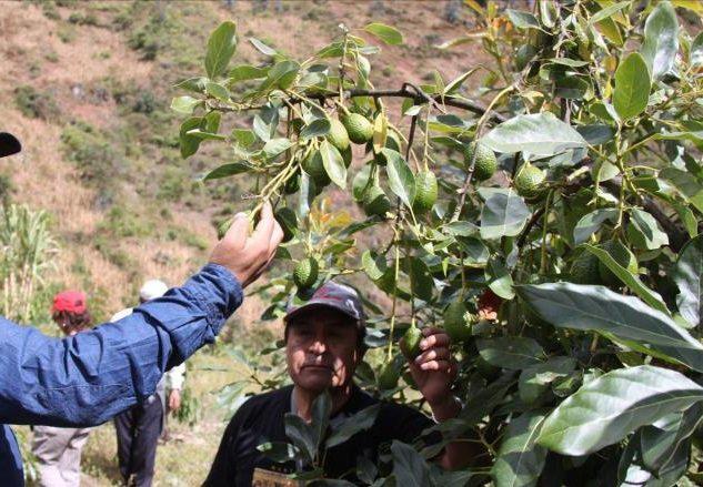 Apurímac: productores de palta sellan alianza con empresa Sun Fruits Exports SA