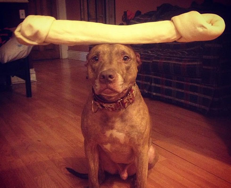 Perro hace equilibrio con cualquier cosa en su cabeza (FOTOS)