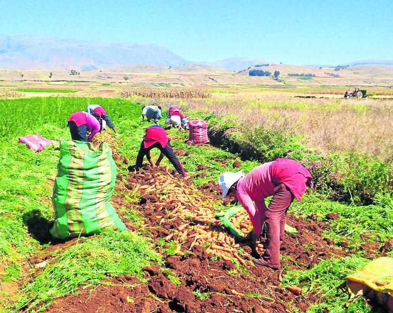 ¿Que tan penosa labor de ser un campesino en la región Junín? (VIDEO)