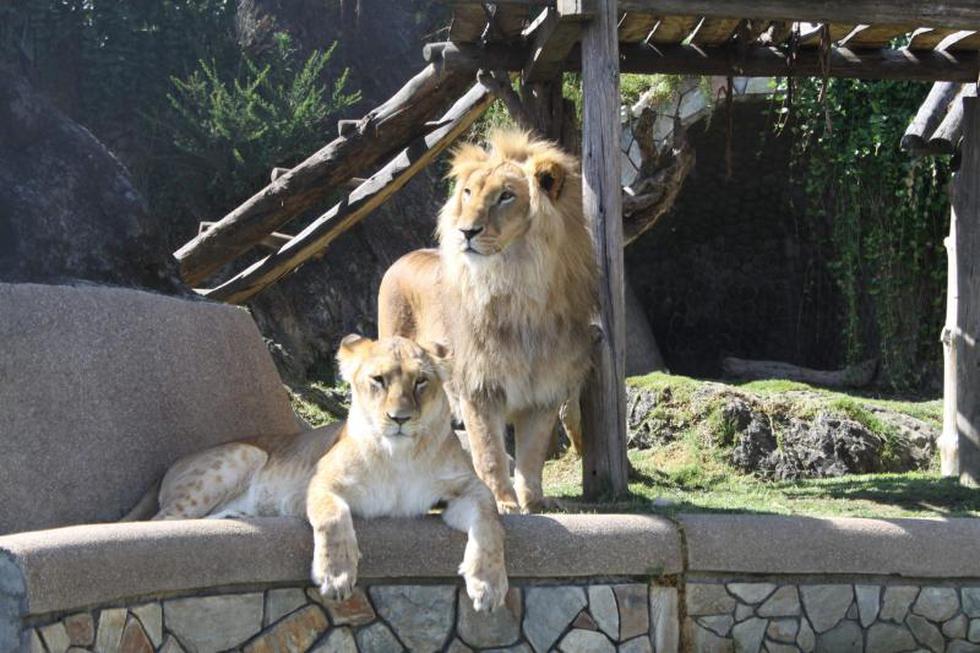 Implantarán chips a los animales de zoológico 