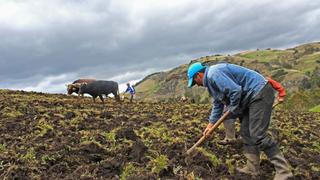 Junín: Solo el  23 % de hectáreas ha sido sembrada ante la ausencia de lluvias 
