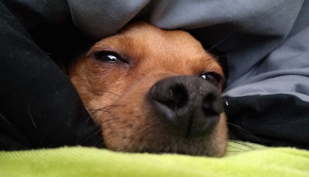 Las vacunas para los perros son necesidad importergable a partir de las 6 semanas de vida. (Foto: Pixabay)