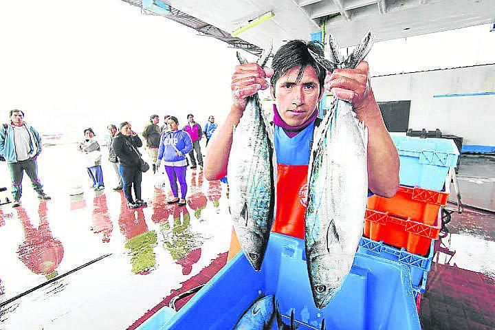 Produce redujo la talla mínima necesaria para pescar bonito
