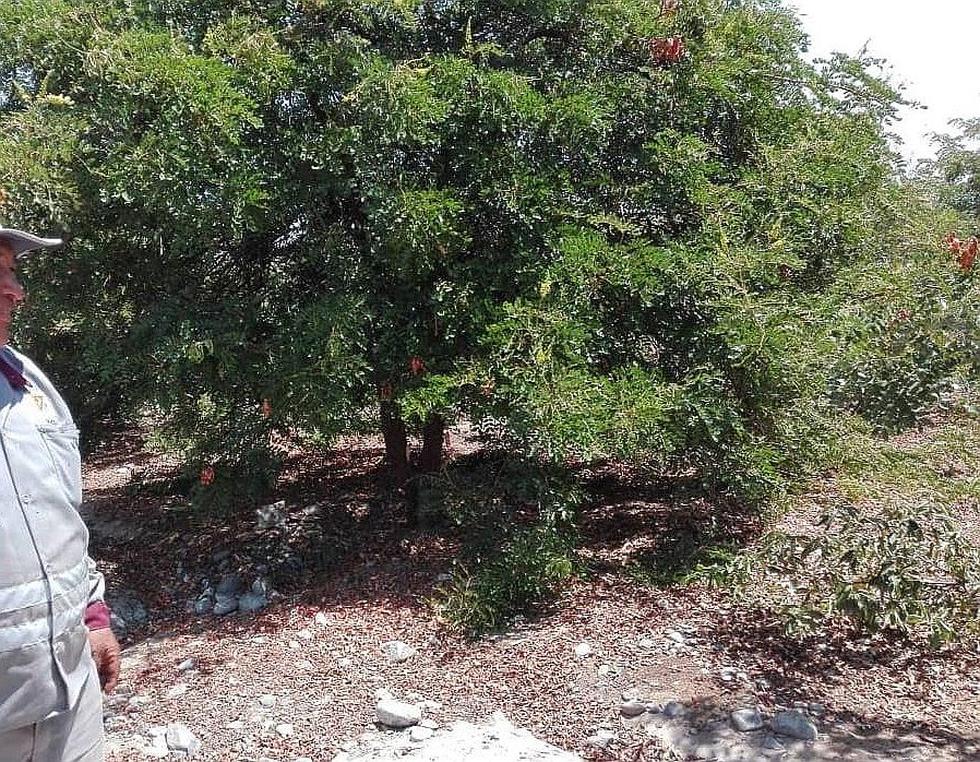Investigan hurto de semillas de plantas de Tara en el bosque municipal de Tacna