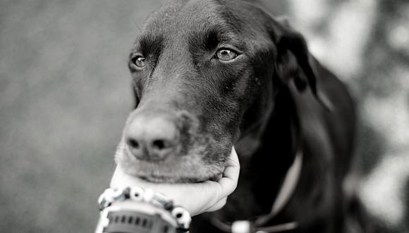 Un perro disfrutó por última vez del lugar que solía recorrer junto a su dueño antes de perder su lucha de varios meses contra la leucemia. | Crédito: Pixabay / Pexels / Referencial