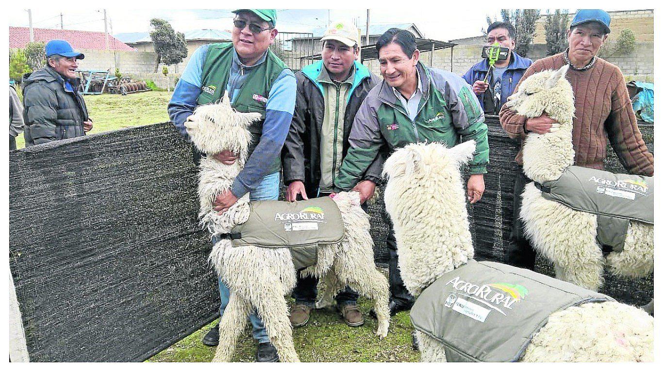 Entregan chalecos térmicos para proteger a medio millar de alpacas en Junín