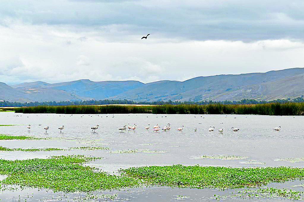 Junín: La cuarentena no ha descontaminado los ríos pero sí las lagunas