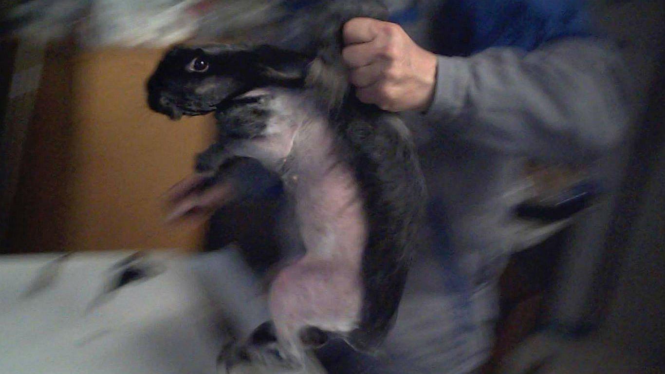 Denuncian brutal trato a conejos angora en granjas (VIDEO)