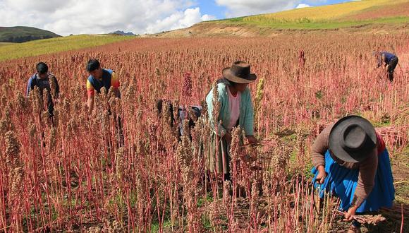 Buena producción de quinua orgánica en Andahuaylas