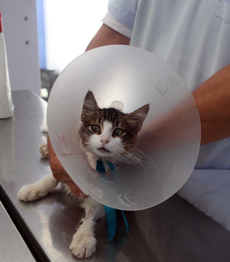 Serenos rescatan a gatito, pero tuvieron que amputarle una pata (Fotos)