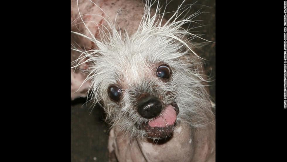 Concurso premia a los perros más feos (FOTOS)