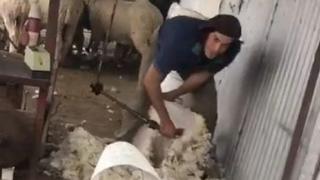 Edinson Cavani trasquila ovejas durante su cuarentena (VIDEO)