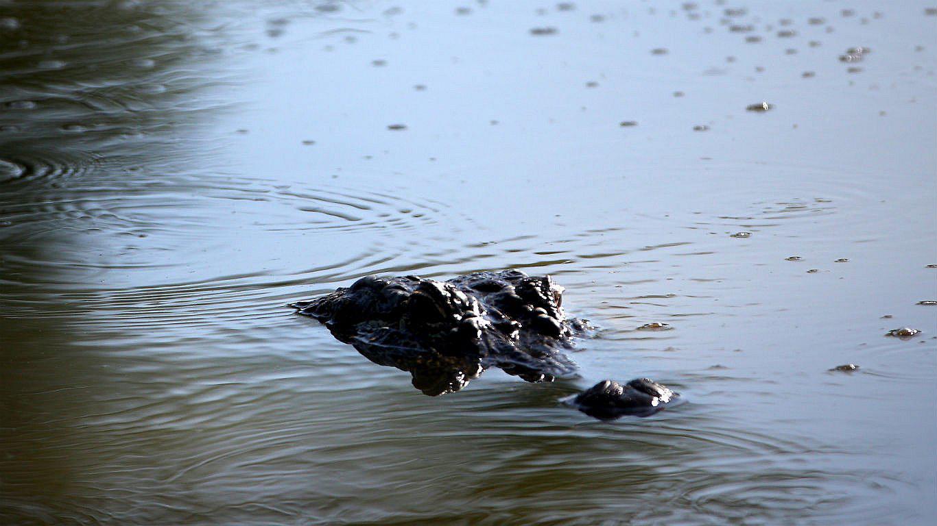 México: Hombre fue atacado por cocodrilo mientras orinaba en laguna
