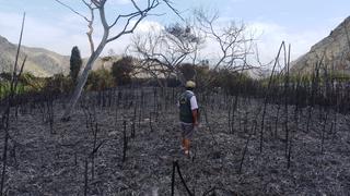 Bomberos apagaron las llamas del incendio forestal en Huarmey 