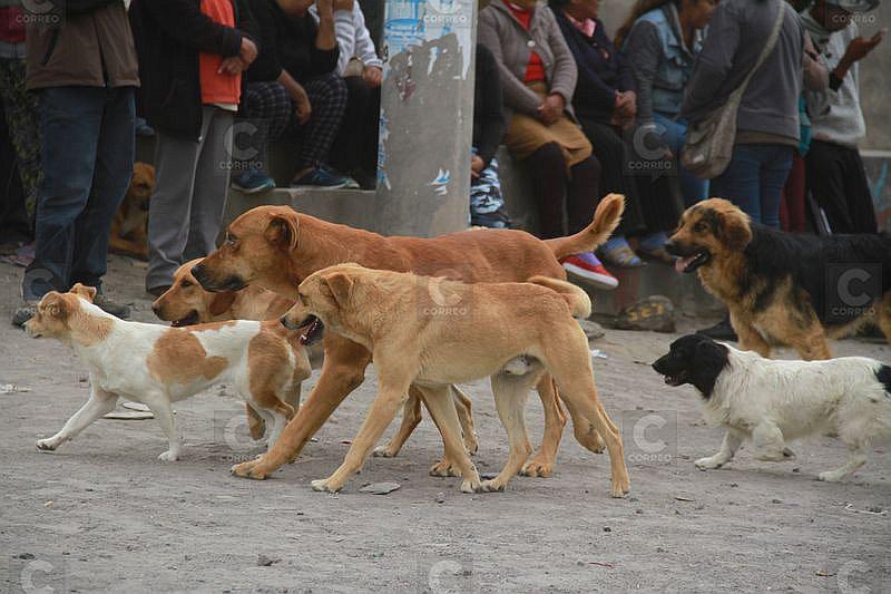 ​Detectan caso 15 de rabia canina en Arequipa