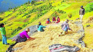 Capacitarán en producción de quinua orgánica