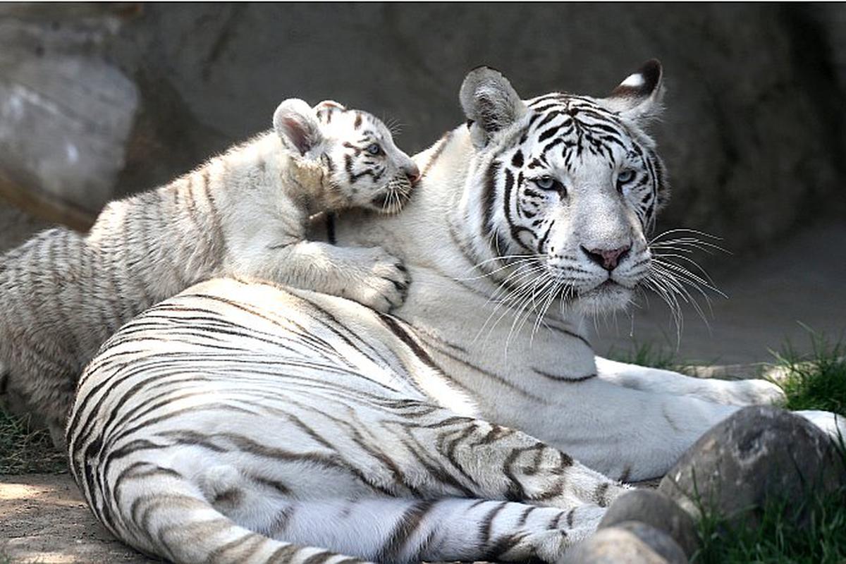tigre blanco en peligro de extincion