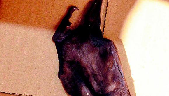 Aparición de murciélago causa temor a trabajadores municipales de La Oroya