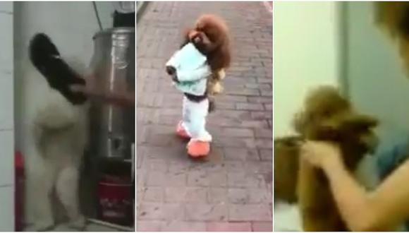 Facebook: perro caminando oculta una historia de maltrato animal (VIDEO)