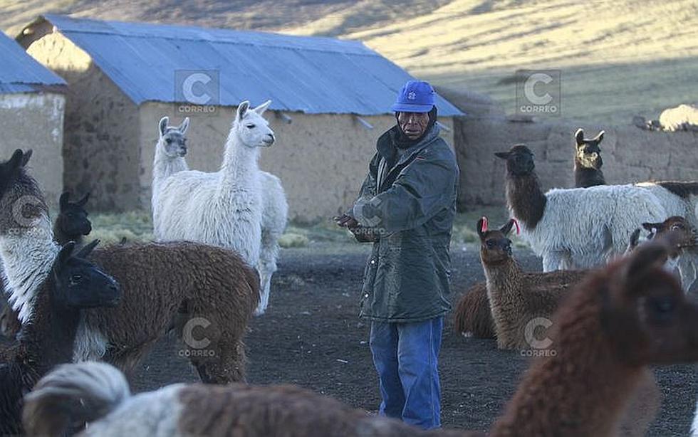 La complicada tarea de crianza camélidos bajo difíciles condiciones climáticas (FOTOS)