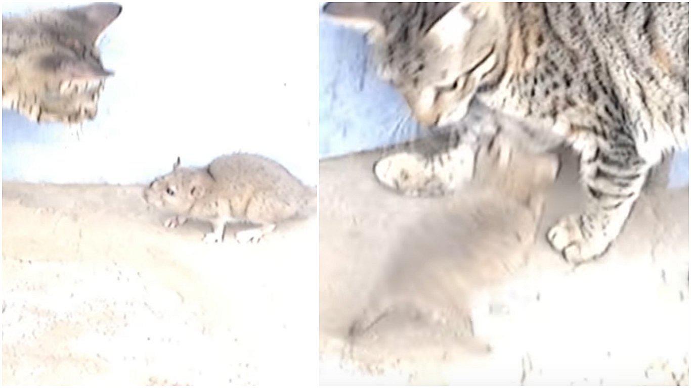 YouTube: gato ataca a una rata pero esta se defiende así (VIDEO)