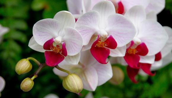 Exposición de orquídeas se realiza en Miraflores