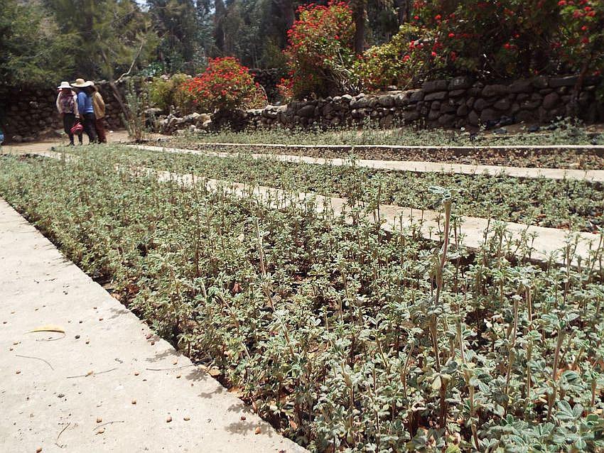 Alistan recuperación de bosque de queñuales 
