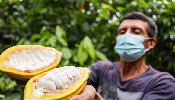 Los agricultores de La Quemazón aumentaron su producción total de 19 a 24 toneladas de cacao de exportación, mientras que los socios de la Asociación Yapatera potenciaron sus tierras que pasaron de rendir 600 a 800 kilos por hectárea. (Foto: Agroideas)