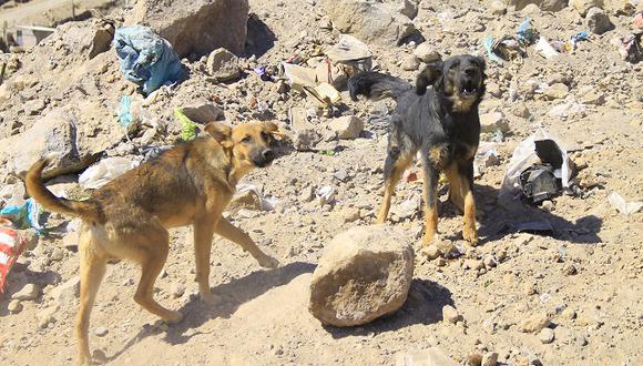 Se registran  dos casos de rabia canina en Camaná