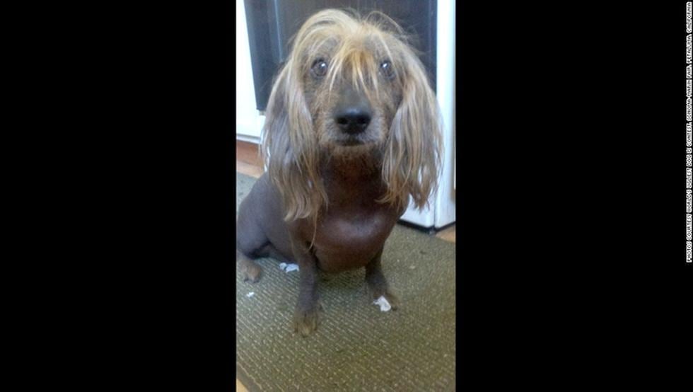 Concurso premia a los perros más feos (FOTOS)