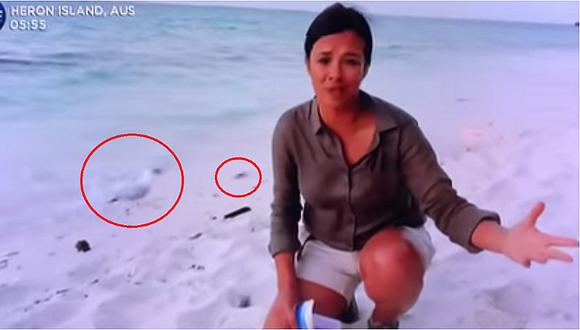 Presentadora de TV liberó tortugas al mar y no se percató de la presencia de una gaviota hambrienta  