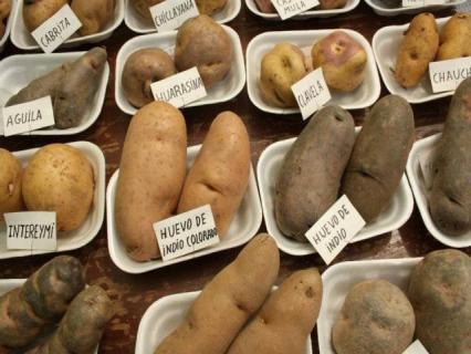 Presentaron sétimo festival gastronómico de la papa en Huamachuco