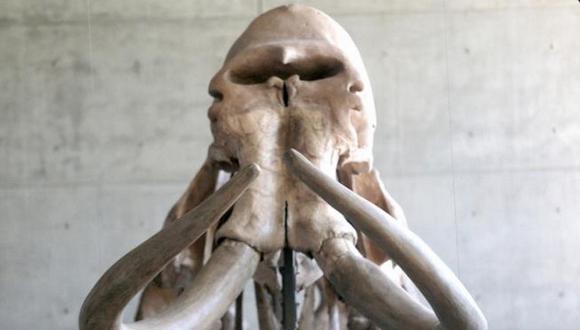 Suiza: Hallan restos de mamut de 20.000 años de antigüedad