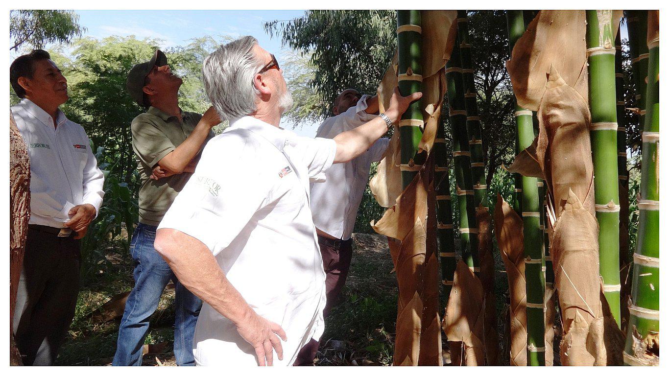 Aumenta la producción de “caña de Guayaquil” en Piura