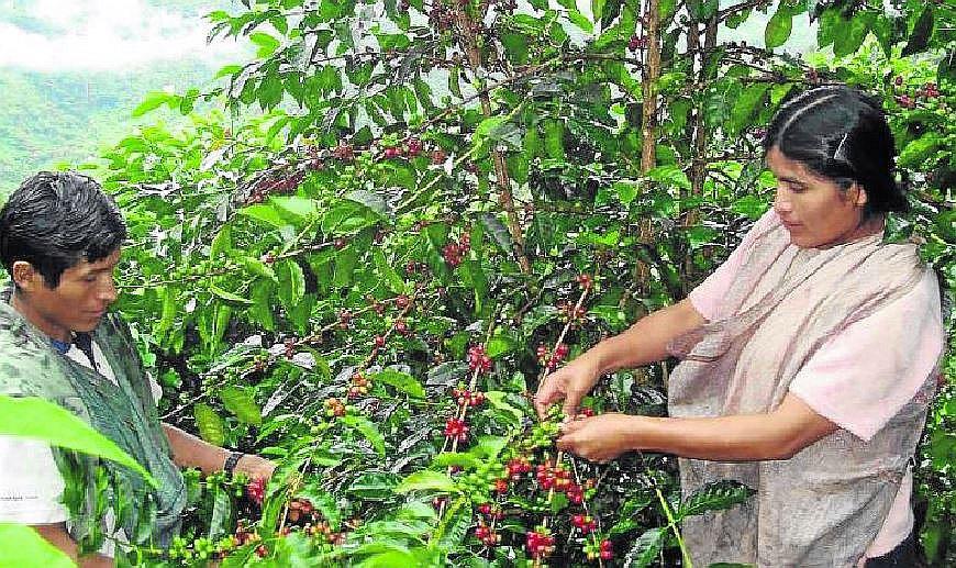 Puno: Productores presentan plan de acción para mejorar el café