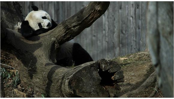 Bao Bao: panda gigante regresa a China, la tierra de sus ancestros (VIDEO)