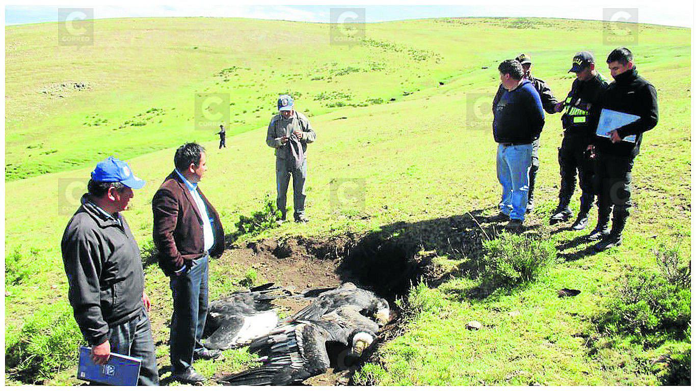 Indignante: hallan águilas y cóndores muertos en alturas de Ayacucho
