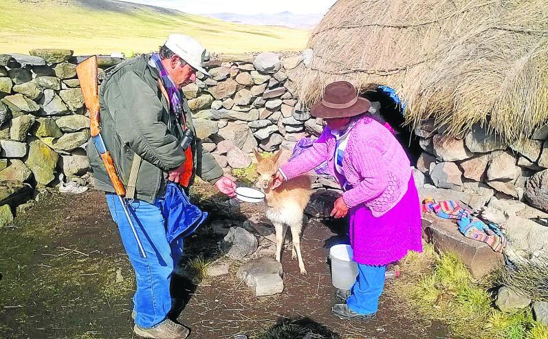 Vicuñas mueren a falta de pasto y agua causado por el fenómeno de El Niño
