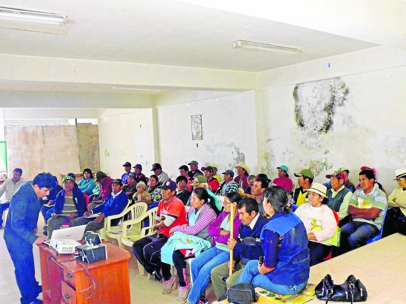 Quieren vender paltas sin intermediarios