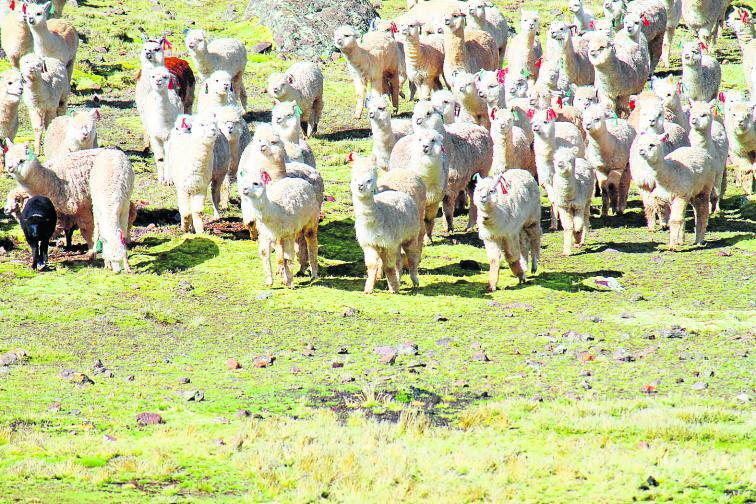 Plantean crear instituto para investigar camélidos