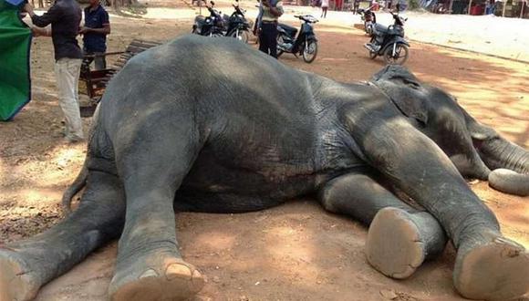 "Sambo", el elefante que murió por transportar dos turistas bajo fuerte calor
