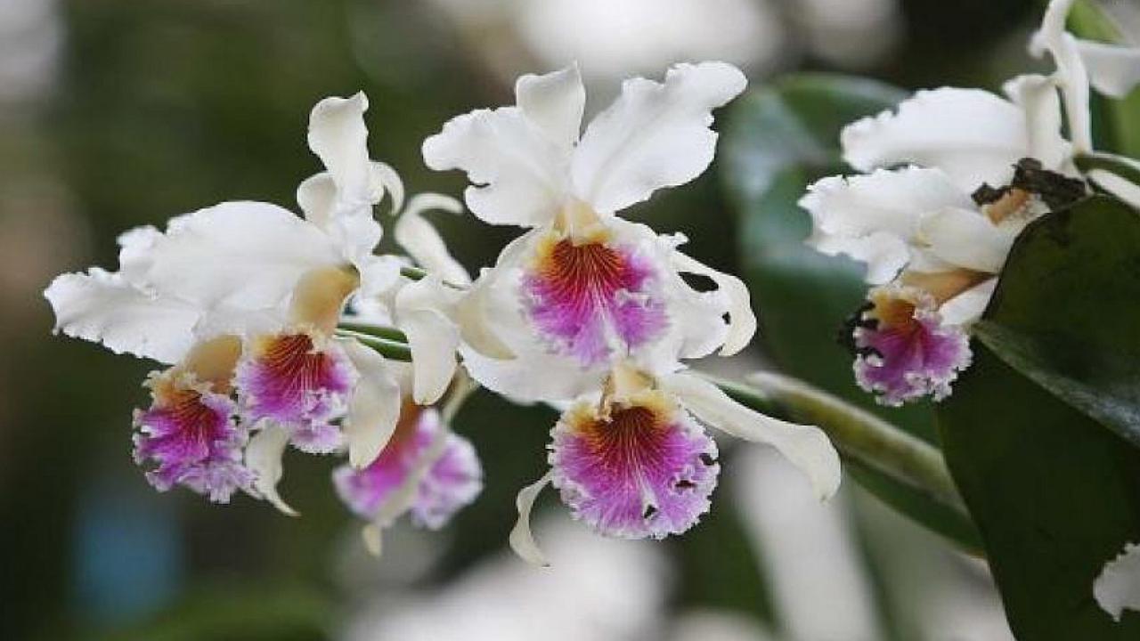 En los últimos 250 años se han extinguido casi 600 especies de plantas