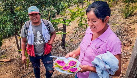 Pitahaya combate la anemia, exótica fruta se siembra en Santa María del Valle/Foto: Liz Simón