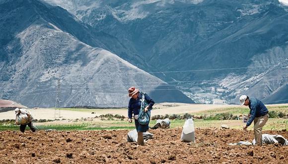 Por otro lado, Elmer Pinto indico que la compra del fertilizante no se habría logrado debido a una lucha de poderes al interior del Gobierno. (Foto: Andina)