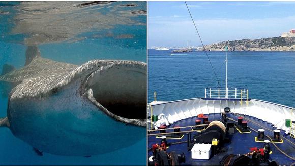 Captan a tiburón ballena debajo de pequeño barco a bordo de turistas (FOTOS)