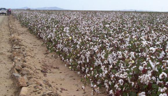 Fibra de algodón producido en Mórrope se luce en Francia
